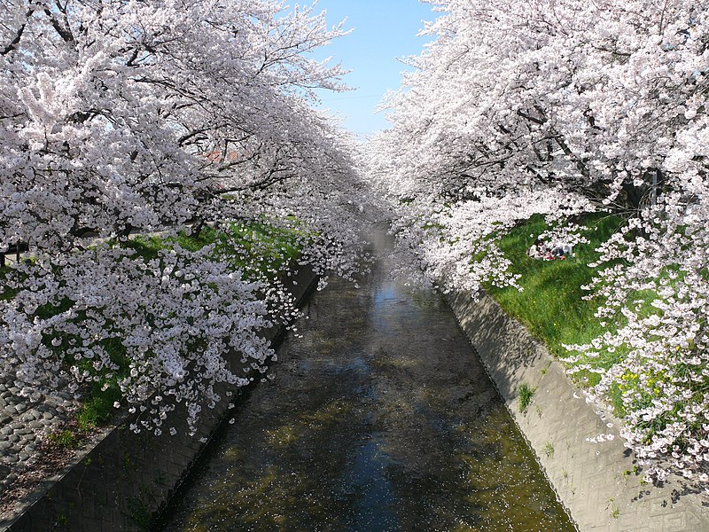 File:Gojo-gawa in Iwakura 01.JPG