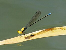 Pseudagrion aureofrons