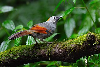 <span class="mw-page-title-main">Golden-winged laughingthrush</span> Species of bird