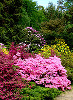 Miniatura para Parque de los Rhododendron de Graal-Müritz