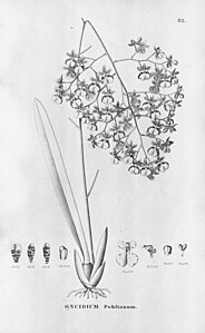 plate 82 Grandiphyllum pohlianum (as syn. Oncidium pohlianum)