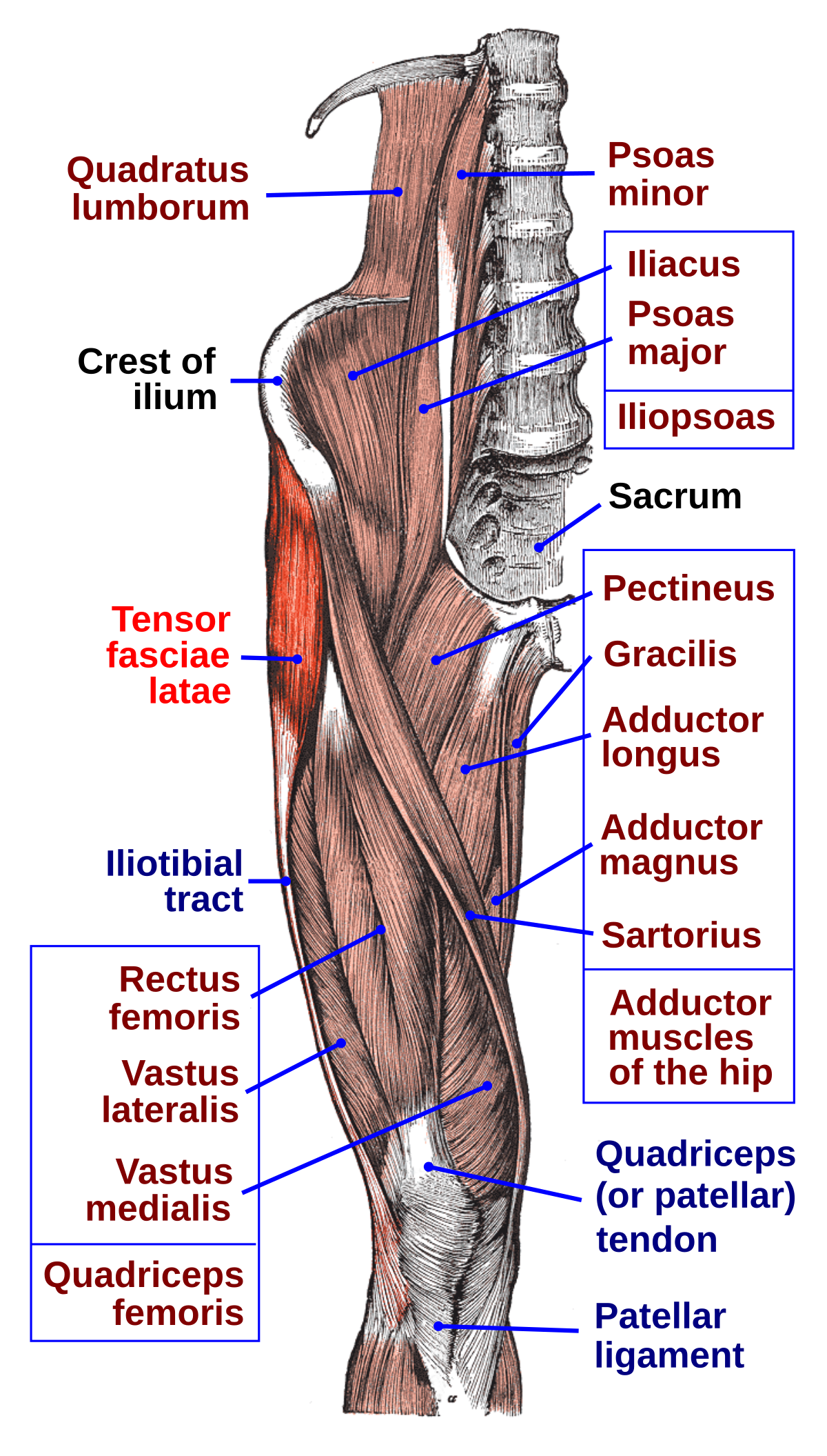 Muscle Location And Function Chart