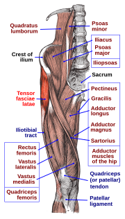 Thumbnail for Tensor fasciae latae muscle