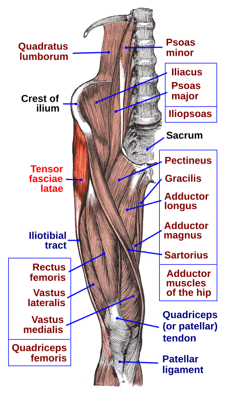 大腿筋膜張筋 Wikiwand