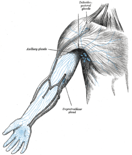 Supratrochlear lymph nodes