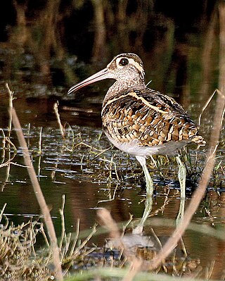 <span class="mw-page-title-main">Greater painted-snipe</span> Species of bird