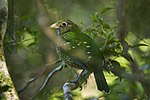 Vorschaubild für Grünlaubenvogel