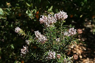 <i>Grevillea acerata</i> Species of plant in the family Proteaceae endemic to New South Wales