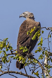 in Yala National Park, Sri Lanka Grey-headed fish-eagle (Ichthyophaga ichthyaetus).jpg