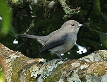 Grey-throated Tit-Flycatcher (cropped).jpg