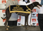 Thumbnail for 2013 UK &amp; Ireland Greyhound Racing Year