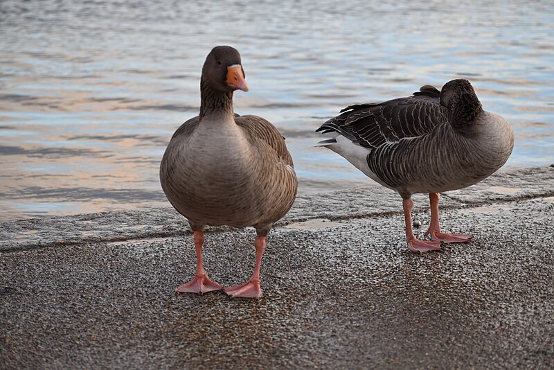 File:Greylag goose hyde park london London BCAS UK Tour January 2020 DSC 0177.jpg