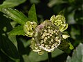 Große Sterndolde - Astrantia major