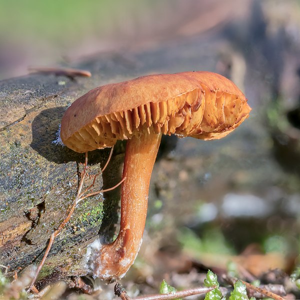 File:Gymnopilus liquiritiae, Hartelholz, Múnich, Alemania, 2020-11-21, DD 523-576 FS.jpg