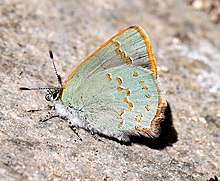 HAIRSTREAK, ARIZONA (Erora quaderma) (4-12-12) madera cyn, scc, az (5) (9421972805) .jpg