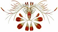 Haeckel Copepoda Calocalanus pavo.jpg