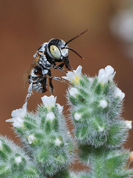 Haetosmia vechti