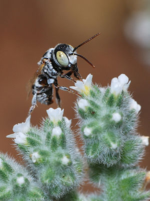 Haetosmia vechti, male