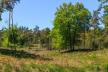 Wooded moors in the Veluwe, in summer