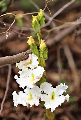 <i>Harveya</i> (plant) Genus of flowering plants belonging to the broomrape family