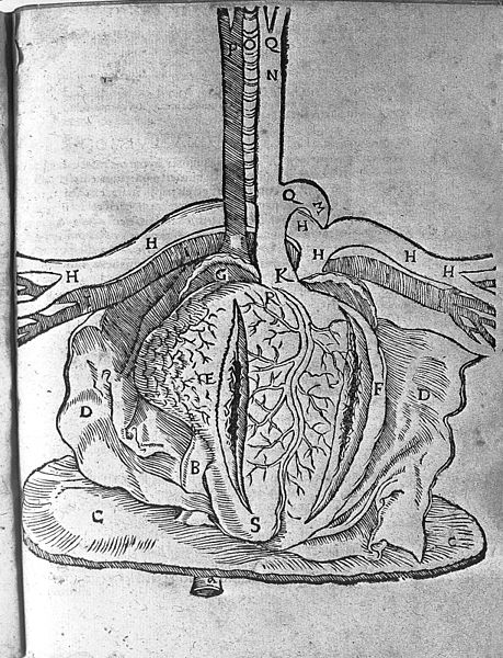 File:Heart, circa 1541. Wellcome L0004104.jpg