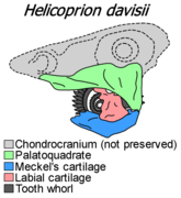 ヘリコプリオンの頭蓋骨の復元図（薄灰色の部位は未発見）