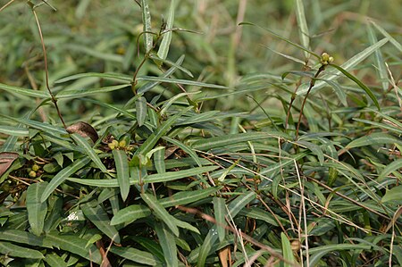 Tập_tin:Hemidesmus_indicus_-_Agri-Horticultural_Society_of_India_-_Alipore_-_Kolkata_2013-01-05_2303.JPG