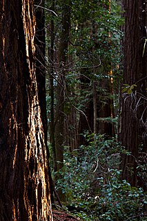 Hendy Woods State Park Park in Mendocino County, California