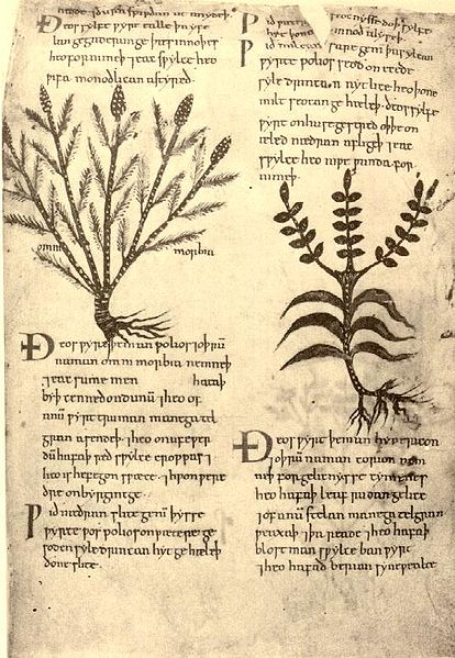 File:Herbarium.Apuleii.jpg