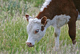 Hereford calf