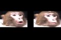 File:Heterochrony-and-Cross-Species-Intersensory-Matching-by-Infant-Vervet-Monkeys-pone.0004302.s001.ogv