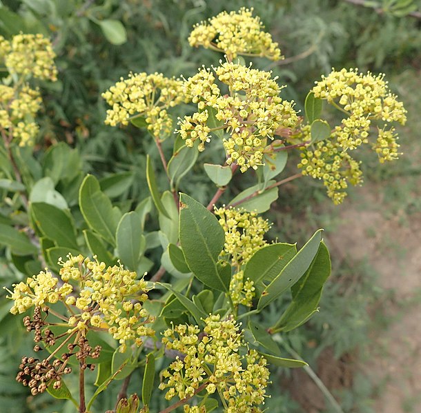 File:Heteromorpha arborescens 182211291.jpg