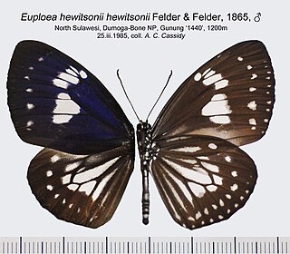 <i>Euploea hewitsonii</i> Species of butterfly