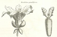 Hexalobus grandiflorus.jpg