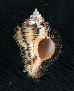 <i>Hexaplex stainforthi</i> Species of gastropod