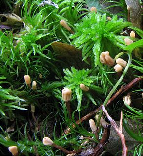 <i>Heyderia</i> Genus of fungi