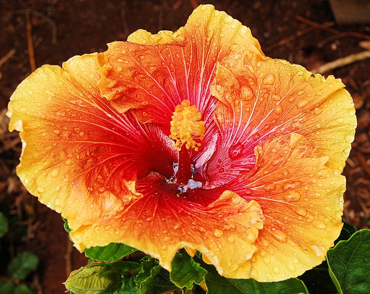 File:Hibiscus - panoramio (3).jpg