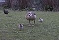 Egyptian Goose with goslings- two days out of the nest