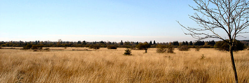 File:Hohes Venn Herbst.JPG