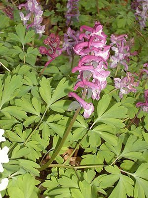 Ontto Larkspur (Corydalis cava)