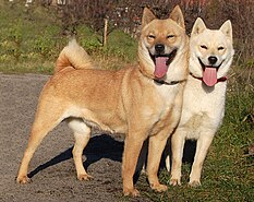 japanese dog breeds list