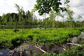 Holstre Mustjärv