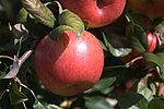 Thumbnail for File:Honeycrisp apples.jpg