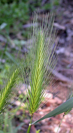 Hordeum murinum in Voorhis Ecological Reserve,Cal Poly Pomona.jpg