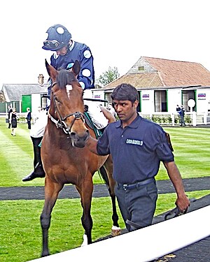 Horse and jockey getting ready to race, Yarmouth Racecourse