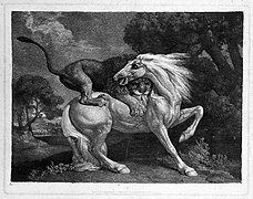 Cheval attaqué par un lion, gravure de Stubbs de 1788, musée du Louvre.