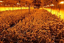 Indoor grow, Humboldt County