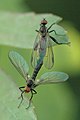 Hybos culiciformis couple