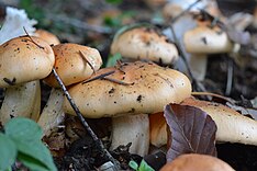 Hygrophorus pudorinus - Hygrophor pudibond.JPG