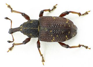 Molytinae Subfamily of beetles